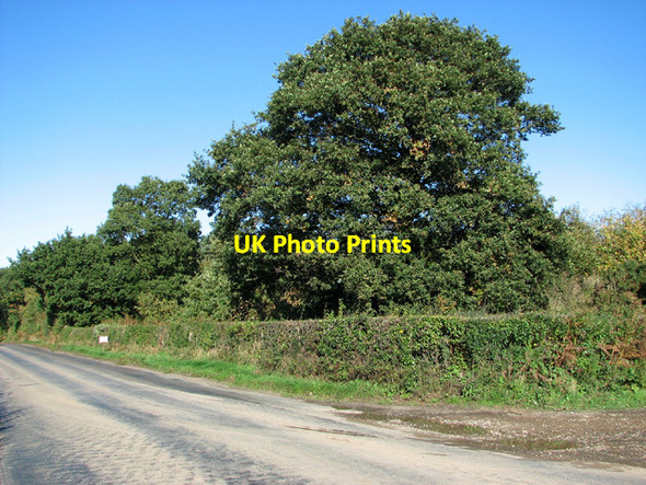 Photo 6"x4" Honeycombe Road past Fir Brake Little Plumstead c2013