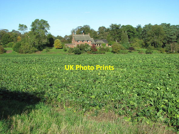 Photo 6"x4" View across sugar beet crop, Woodbastwick Woodbastwick c2013