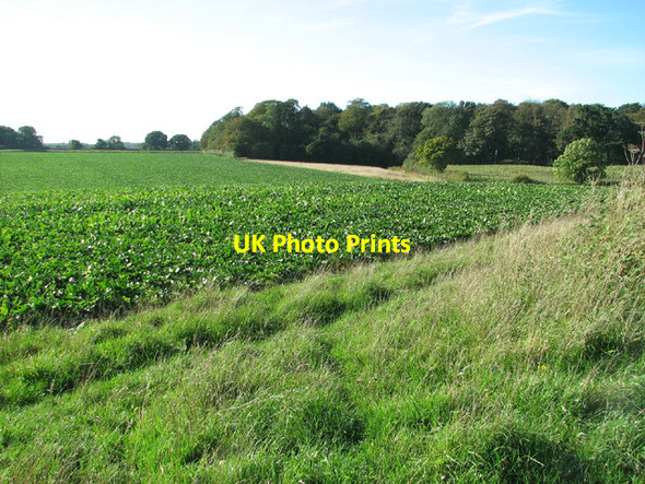 Photo 6"x4" View towards Larn's Loke Plantation Woodbastwick c2013