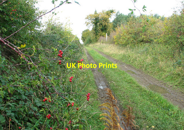 Photo 6"x4" Rosehips beside Spink's Lane Oulton\/TG1328 c2013