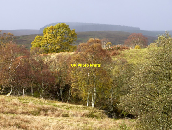 Photo 6"x4" Autumn colours on the Tarret Burn Greenhaugh\/NY7987 c2013