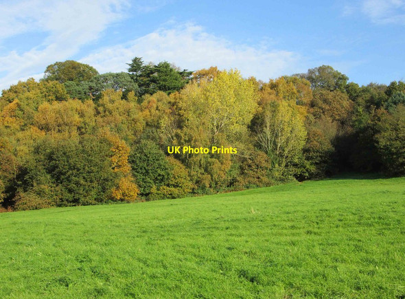 Photo 6"x4" Trees at edge of field, Springfield Park, Kidderminster Kidderminster c2013