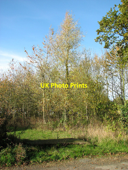 Photo 6"x4" Young trees beside Elms Road Waterloo\/TM4293 c2013
