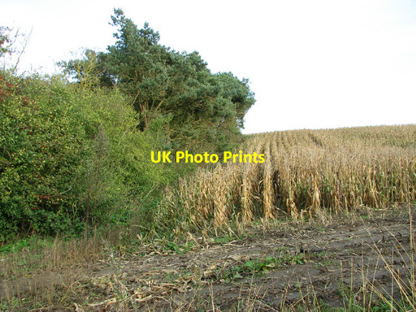 Photo 6"x4" Maize crop north of Yarmouth Road, Geldeston Dockeney c2013