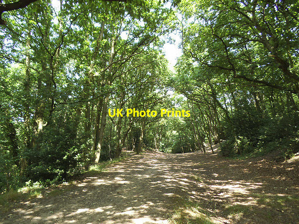 Photo 6"x4" Path through Bostall Woods Abbey Wood\/TQ4678 c2013