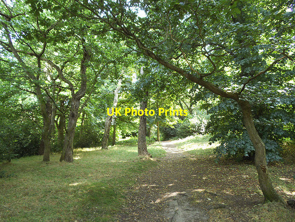 Photo 6"x4" Path through Bostall Woods Abbey Wood\/TQ4678 c2013