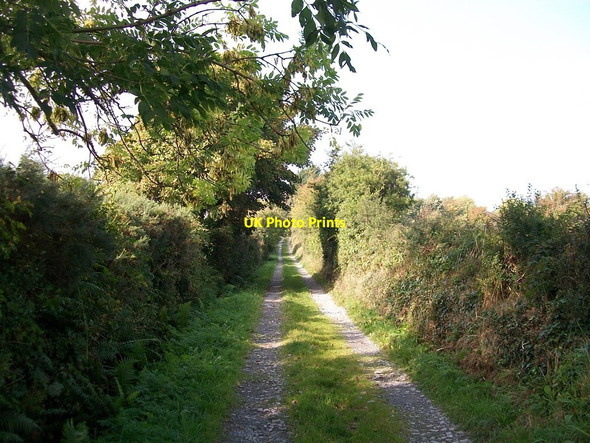 Photo 6"x4" View NNW along Wild Forest Lane Maghera\/J3734 c2013