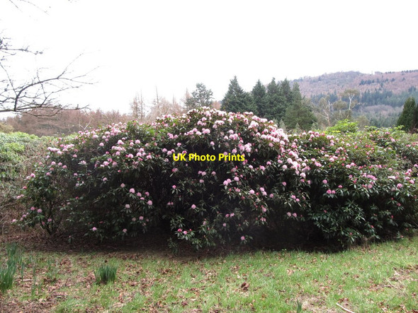 Photo 6"x4" Rhododendron bushes at Tollymore Newcastle\/J3732 c2013