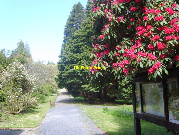 Photo 6"x4" Entrance into the walled garden at Castlewellan Castle Castlewellan c2013