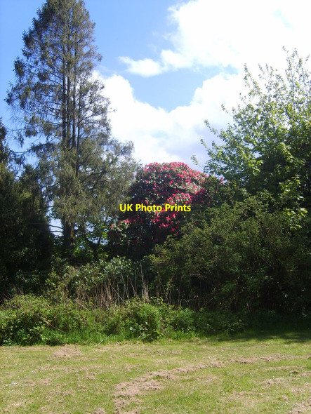 Photo 6"x4" Ornamental trees along the north wall of the walled garden Castlewellan c2013