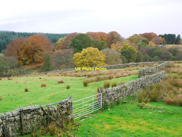 Photo 6"x4" Autumn colours on Black Burn Greenhaugh\/NY7987 c2013