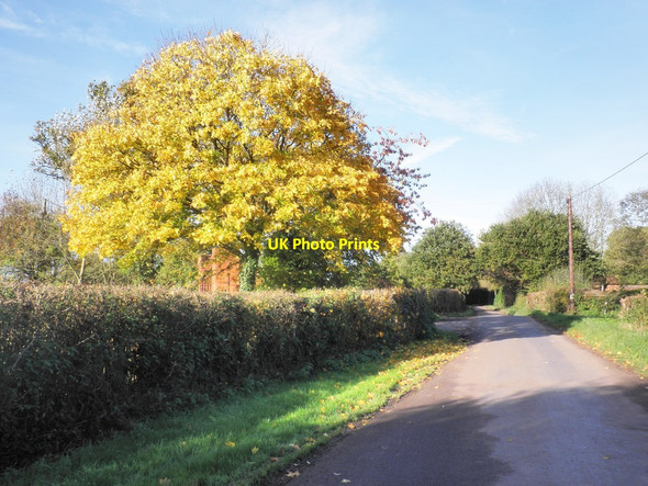 Photo 6"x4" Autumn colour on Oake Lane Hillfarrance c2013