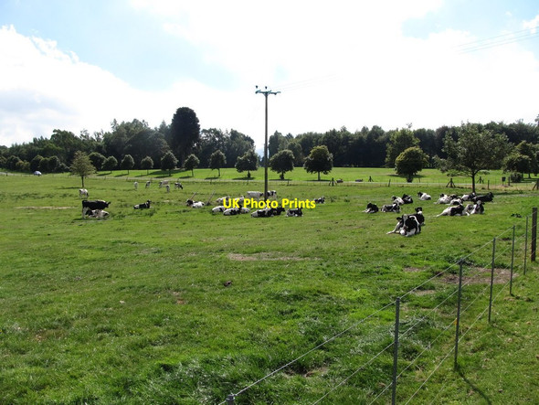 Photo 6"x4" Cows on park land at Castlewellan Forest Park Castlewellan c2013