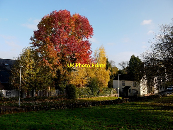 Photo 6"x4" Norway Maple by Alton Street Surgery Ross-on-Wye c2013