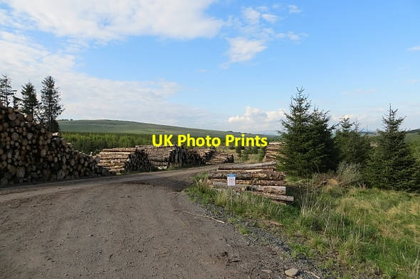 Photo 6"x4" Log piles, Carron Valley Forest High Banton c2013