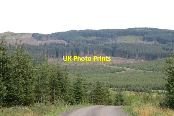 Photo 6"x4" Carron Valley Forest High Banton c2013