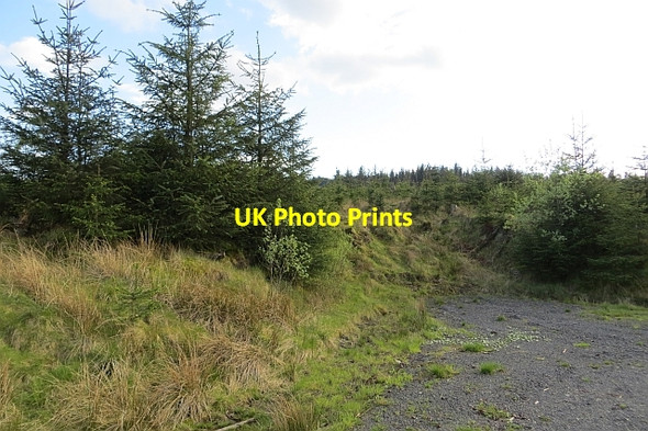 Photo 6"x4" Young trees, Carron Valley Forest High Banton c2013