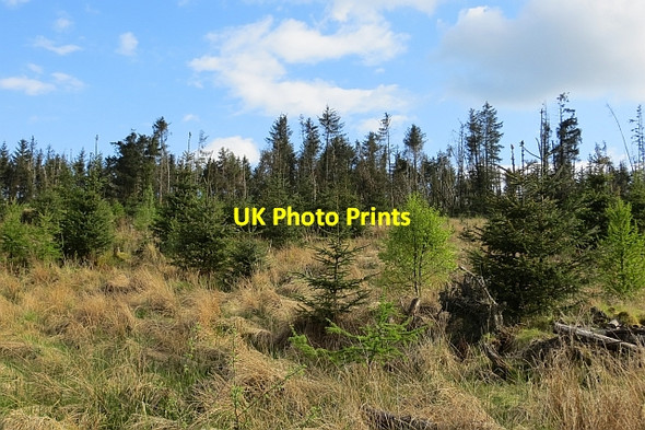Photo 6"x4" Carron Valley Forest High Banton c2013