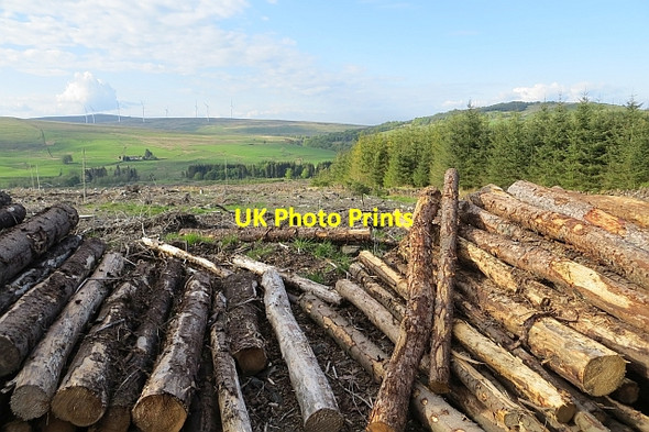 Photo 6"x4" Clear felled area, Carron Valley Forest High Banton c2013