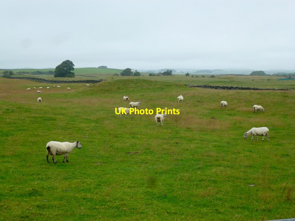 Photo 6"x4" Sheep grazing on improved grassland Barrachan\/NX3649 c2013