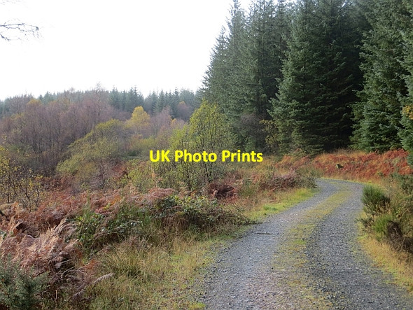 Photo 6"x4" Logging road, Loch Ard Forest Gartmore c2013