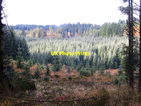 Photo 6"x4" Clearing in Loch Ard Forest Kirkton\/NN5100 c2013