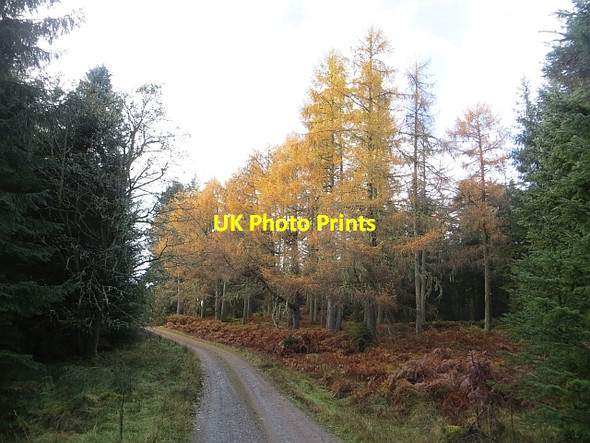 Photo 6"x4" Larches, Loch Ard Kirkton\/NN5100 c2013