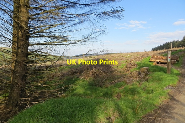 Photo 6"x4" Clear felled area, Carron Valley Forest Cock Hill\/NS7182 c2013