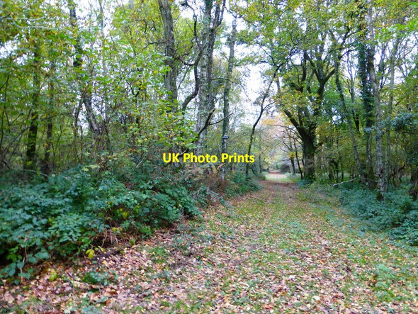 Photo 6"x4" Private track in Haslett Copse Stoughton\/SU8011 c2013