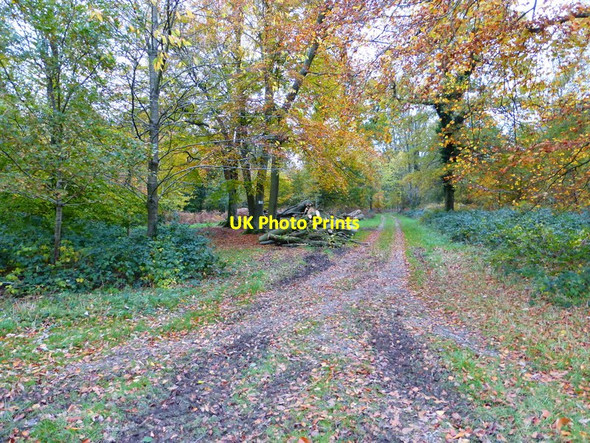 Photo 6"x4" Logs by private track in Haslett Copse West Marden c2013