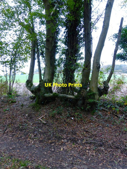 Photo 6"x4" Partners by the footpath West Marden c2013