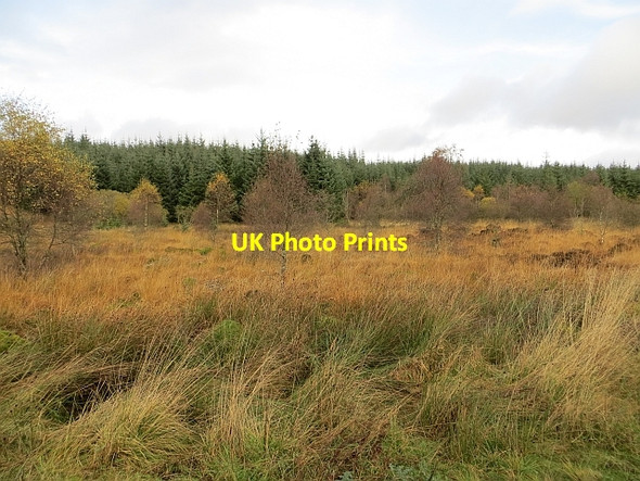 Photo 6"x4" Wetland, Loch Ard Forest Dalmary c2013