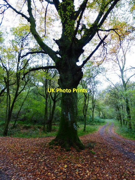 Photo 6"x4" Discreet footpath sign in Dolly's Hanger Up Marden c2013