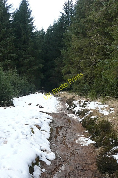 Photo 6"x4" In Bellever woodland Bellever c2009