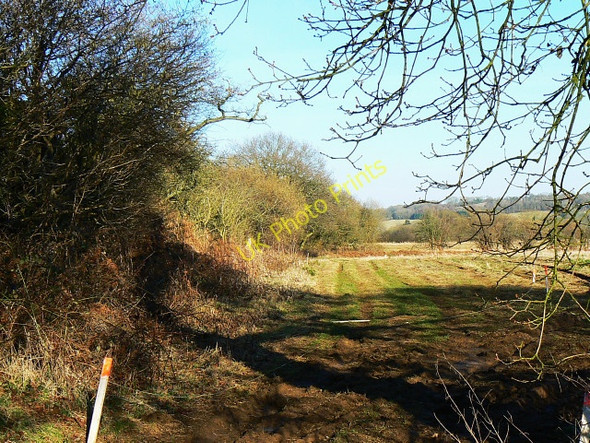 Photo 6"x4" Acre of Oaks, north of Compton Bassett Compton Bassett c2009