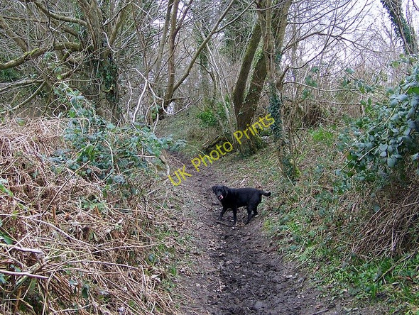 Photo 6"x4" Bridleway to Admiston Farm Athelhampton c2009