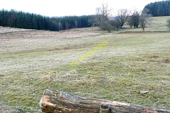 Photo 6"x4" Forestry in Crychan Forest Tirabad c2009