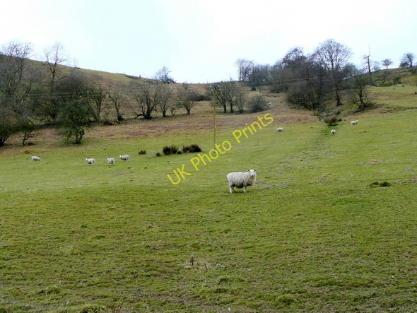 Photo 6"x4" Eastern slopes of Pen-y-ffridd Llanarmon Mynydd-mawr c2009