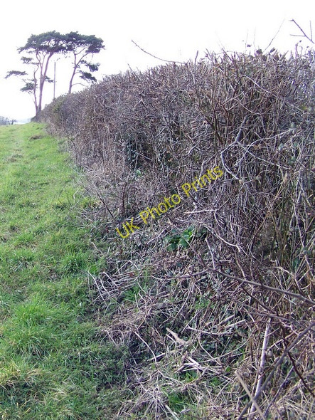 Photo 6"x4" Footpath to Tincleton Tincleton c2009