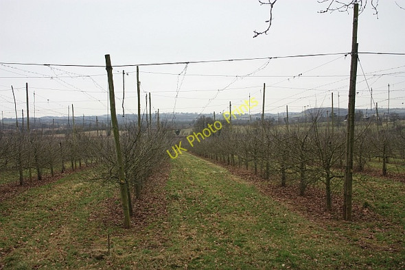 Photo 6"x4" Transformation, hop field to orchard, Staplow Staplow c2009