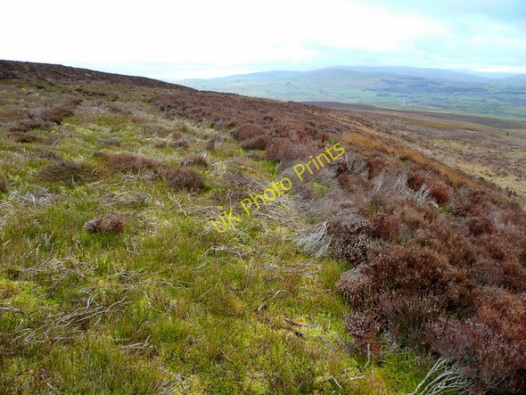 Photo 6"x4" Western slopes of Mwdwl-eithin Glasfryn\/SH9150 c2009