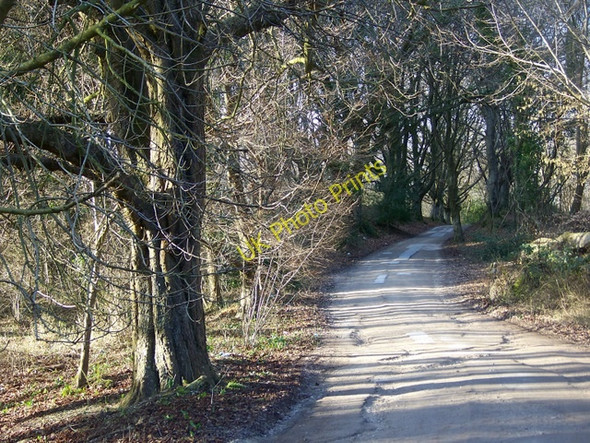 Photo 6"x4" Two Droves, Puddletown Forest Northbrook\/SY7594 c2009