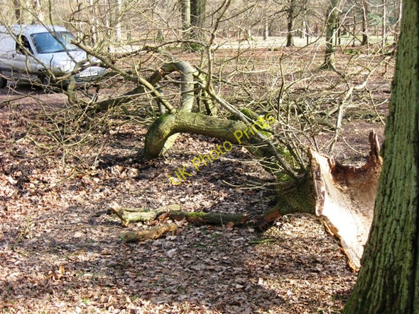 Photo 6"x4" Remember - Trees shed branches Aldbury c2009