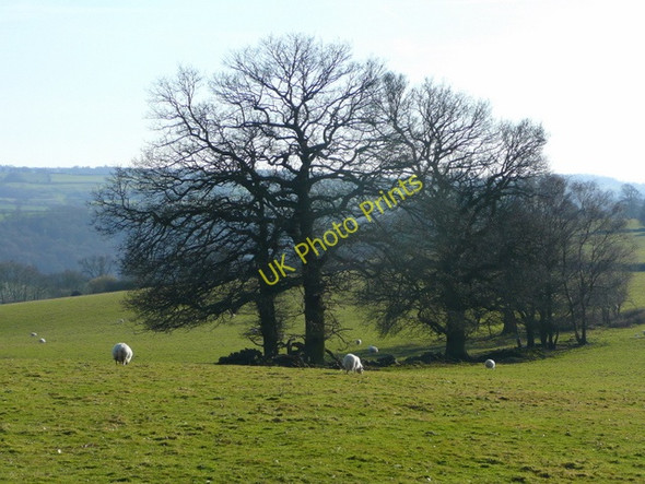 Photo 6"x4" Copse near Baynhams Kerne Bridge c2009