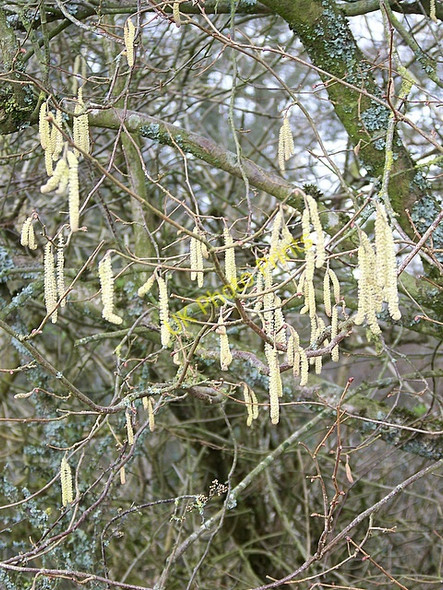 Photo 6"x4" Catkins, Cow Down Hill Cobley\/SU0220 c2009
