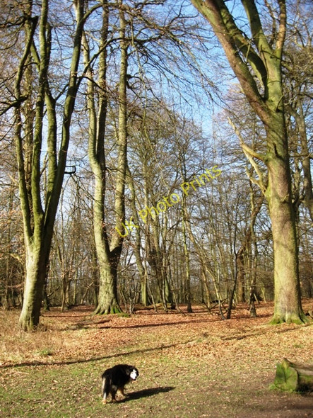 Photo 6"x4" Beech Trees in Winter, Moneybury Hill Aldbury c2009