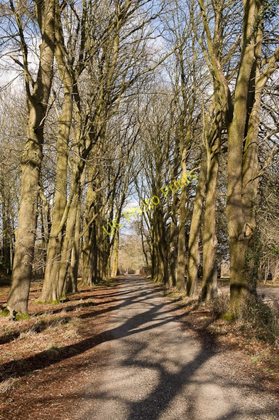 Photo 6"x4" Beech Avenue in Downwards Plantation, Longwood Baybridge\/SU5223 c2009