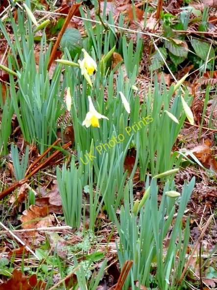 Photo 6"x4" Wild daffodil, Narcissus pseudonarcissus Shutton c2009