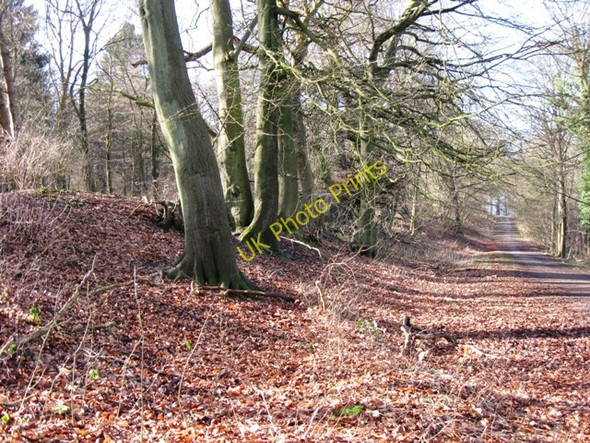 Photo 6"x4" Trees on the Iron Age Bank Wendover c2009