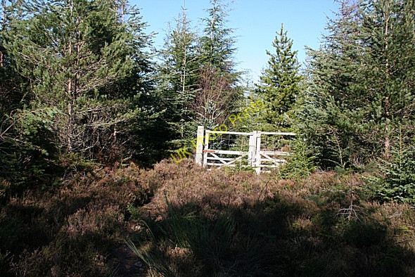 Photo 6"x4" Gate in the Deer Fence Blackburn\/NJ2958 c2009